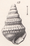 Rissoina tricarinata Morris & Lycett, 1850 Rissoina tricarinata Morris & Lycett, 1850