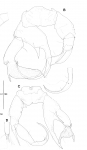 Pseudodiaptomus koreanus male P5 Pseudodiaptomus koreanus male P5
