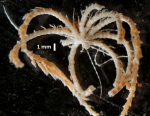 Compsometra (=Antedon) longicirra SYNTYPE USNM E449 whole aboral view Compsometra (=Antedon) longicirra SYNTYPE USNM E449 whole aboral view