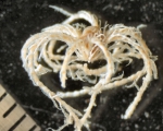 Compsometra (=Antedon) longicirra SYNTYPE USNM E449 spec 2 whole side view Compsometra (=Antedon) longicirra SYNTYPE USNM E449 spec 2 whole side view