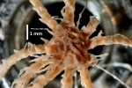 Compsometra (=Antedon) longicirra SYNTYPE USNM E449 oral view Compsometra (=Antedon) longicirra SYNTYPE USNM E449 oral view