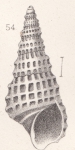 Phosinella collinsii (Gabb, 1881) Phosinella collinsii (Gabb, 1881)