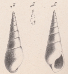 Melania florentinae Briart & Cornet, 1873 Melania florentinae Briart & Cornet, 1873