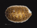 Iphione malifera Iphione malifera