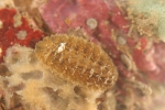 Iphione malifera Iphione malifera