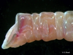 Asychis trifilosus head, live Asychis trifilosus head, live
