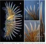 Figure 2 from Blake 2015 redescription Figure 2 from Blake 2015 redescription