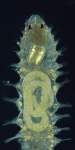 Neocamacolaimus parasiticus Neocamacolaimus parasiticus