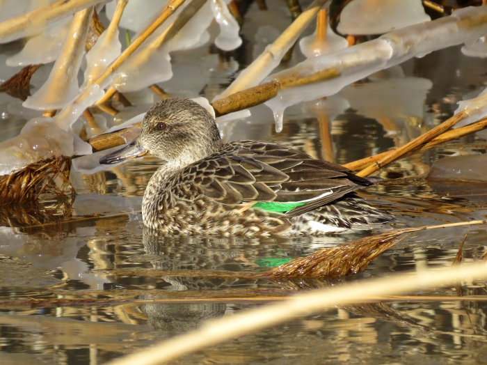 Common teal; green-winged teal (Anas crecca), female.