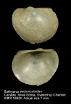 Bathyarca pectunculoides