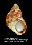 Tricolia pullus picta