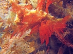 Halopteris glutinosa; Australia, Victoria, Western Port, 6 m deep; photo J. Watson