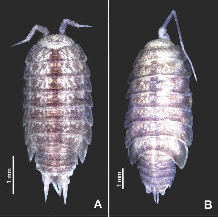 Styloniscus manuvaka Styloniscus manuvaka