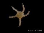Juvenile brittle-star