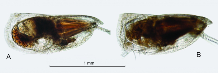 Discoconchoecia aff. elegans (Sars, 1865)
