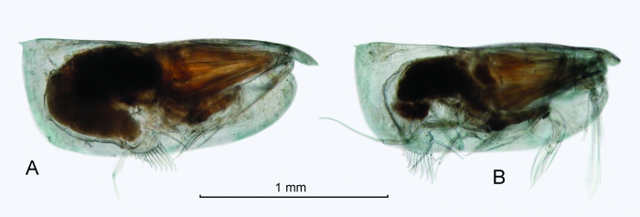 Paraconchoecia allotherium (G.W. M�ller, 1906)