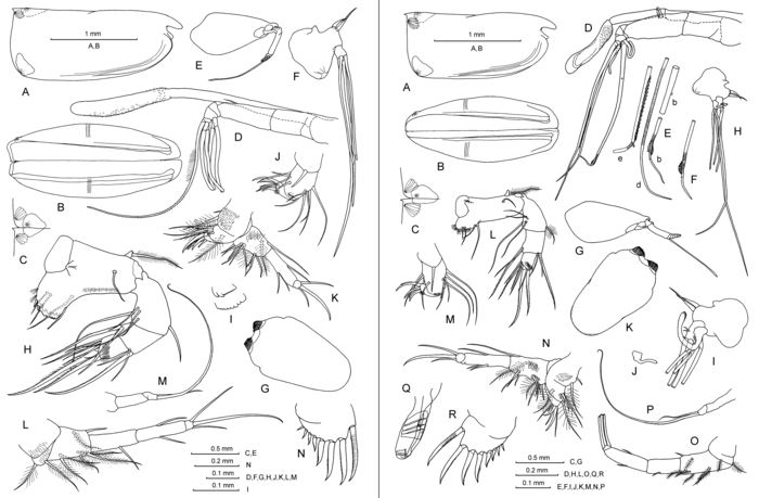 Paraconchoecia echinata (G.W. M�ller, 1906)