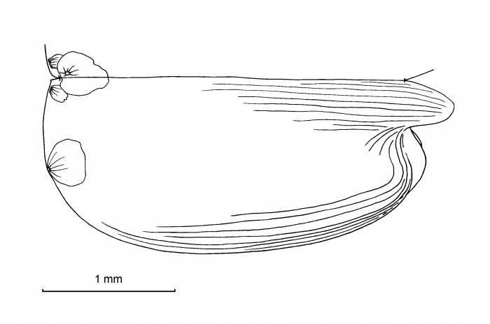 Paraconchoecia cophopyga (G.W. M�ller, 1906)