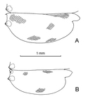 Paraconchoecia mamillata (G.W. Müller, 1906)