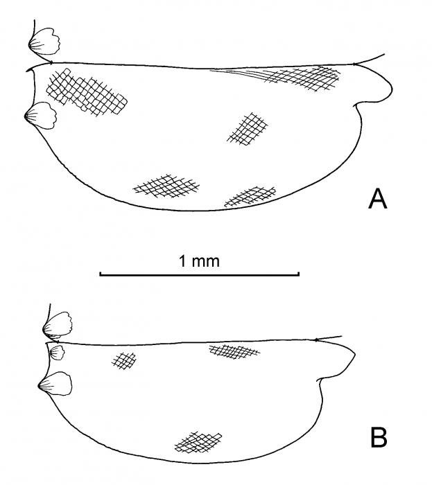Paraconchoecia mamillata (G.W. M�ller, 1906)