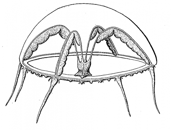 Eutima japonica, from Uchida (1925b) Eutima japonica, from Uchida (1925b)