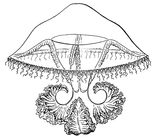 Eutimalphes pretiosa from Kramp (1968) Eutimalphes pretiosa from Kramp (1968)