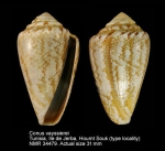 Conus vayssierei