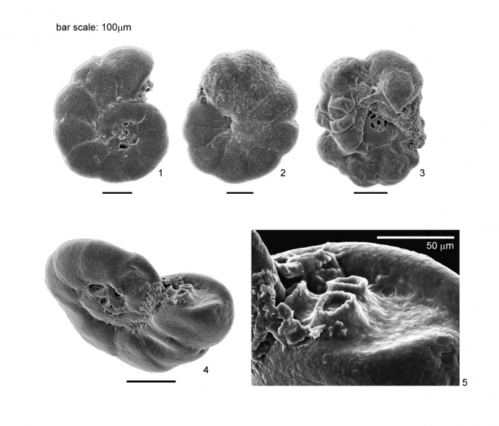 Jadammina macrescens (Brady, 1870)