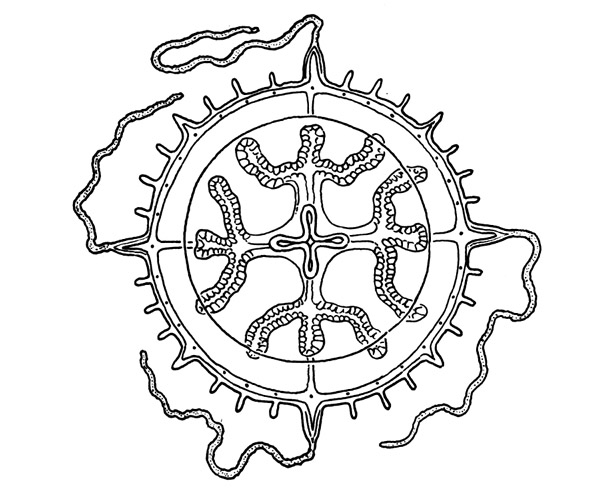 Staurodiscus tetrastaurus from Kramp (1959) Staurodiscus tetrastaurus from Kramp (1959)