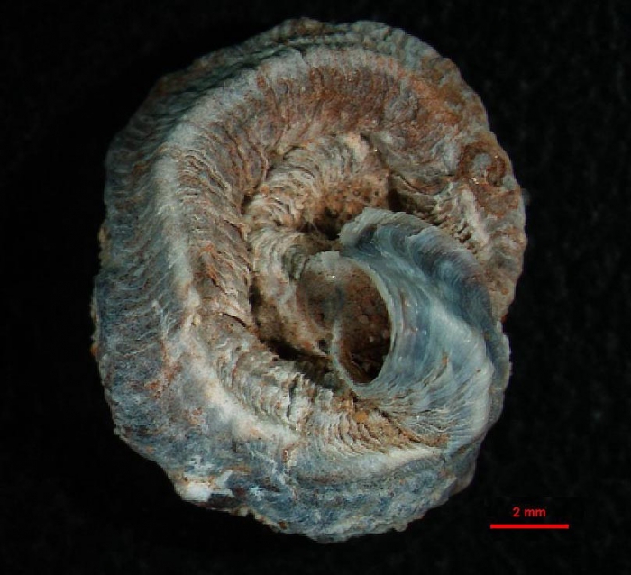 Dendropoma lebeche Templado, Richter & Calvo, 2016 Holotype from Cala Abell�n, Cabo de Palos, Spain (11 x 9 mm) 