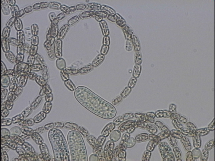 Anabaena mendotae