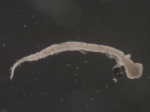 Hippoglossoides platessoides larvae