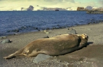 the seal Leptonychotes weddelli in the summer the seal Leptonychotes weddelli in the summer