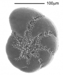 Cribroelphidium excavatum (Terquem, 1875)