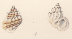 Rissoa gibbera Watson, 1873