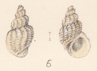 Rissoa crispa Watson, 1873