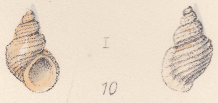 Rissoa moniziana Watson, 1873