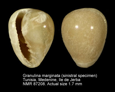 Granulina marginata