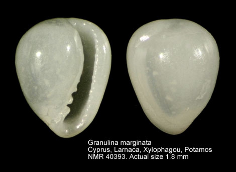 Granulina marginata