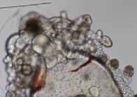 Nanomia bijuga siphonula larva detail of anterior end