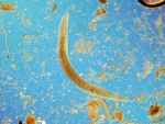 Nematoda Nematoda