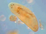 Turbellaria Turbellaria