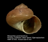 Margarites groenlandicus