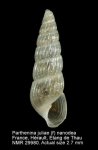 Parthenina juliae