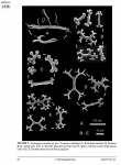 Actinopyga caerulea (Comoros, holotype) Actinopyga caerulea (Comoros, holotype)