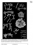Actinopyga caerulea (Comoros, holotype) /2 Actinopyga caerulea (Comoros, holotype) /2