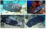 Actinopyga caerulea Actinopyga caerulea