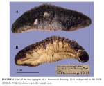 Actinopyga caerulea Actinopyga caerulea