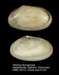 Tellimya ferruginosa