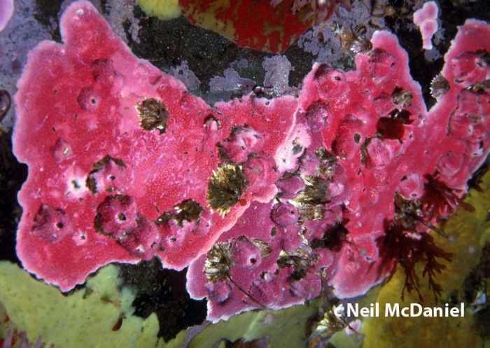 Stylantheca papillosa from Porlier Pass, Gulf Islands, British Columbia Stylantheca papillosa from Porlier Pass, Gulf Islands, British Columbia